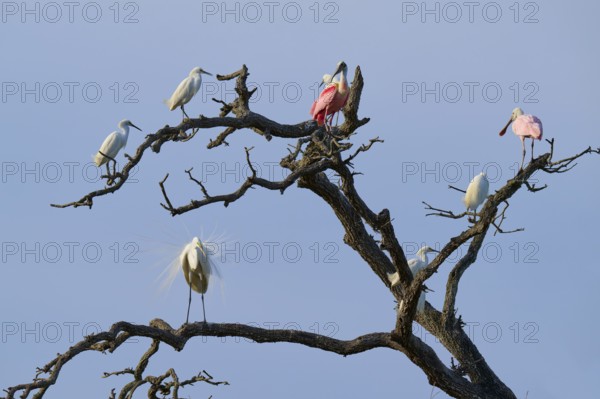 Birds sitting on bare branches under a blue sky, some are coloured pink and others white, Great White Egret (Ardea alba), Roseate Spoonbill (Ajaja ajaja), spring, St. Augustine, Florida, USA