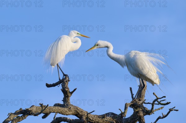 Two herons standing opposite each other on a branch against a blue sky, Great Egret (Ardea alba), spring, St. Augustine, Florida, USA