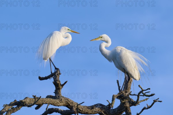 A pair of herons interacting on a branch, highlighted by blue sky, Great Egret (Ardea alba), spring, St. Augustine, Florida, USA