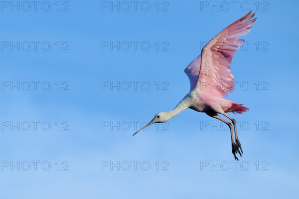 A bird with pink wings in the air, alive against a blue sky, Roseate Spoonbill (Ajaja ajaja), spring, St. Augustine, Florida, USA