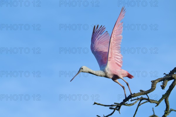 A bird with pink wings takes off from a branch, blue sky as background, Roseate Spoonbill (Ajaja ajaja), spring, St. Augustine, Florida, USA
