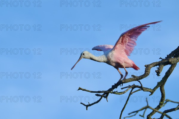 A bird with pink wings prepares for take-off, sitting on a branch, Roseate Spoonbill (Ajaja ajaja), spring, St. Augustine, Florida, USA