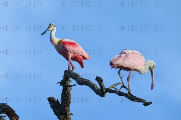 Two roseate spoonbills with pink plumage standing on a branch in front of a clear sky, roseate spoonbill (Ajaja ajaja), spring, St. Augustine, Florida, USA