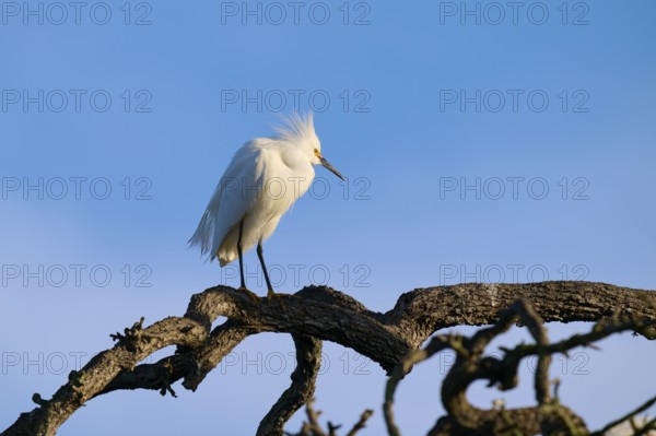 An elegant white bird perched on a branchy tree against a blue sky, Great Egret (Egretta thula), spring, St. Augustine, Florida, USA