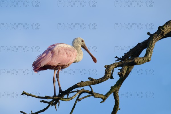 A roseate spoonbill with pink plumage resting on a branch, surrounded by blue sky, roseate spoonbill (Ajaja ajaja), spring, St. Augustine, Florida, USA