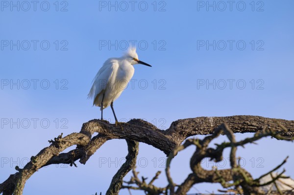 A white bird perched on a branchy tree against a blue sky, Great Egret (Egretta thula), spring, St. Augustine, Florida, USA