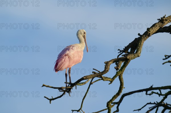 A roseate spoonbill with pink plumage stands on a branch against a blue sky, roseate spoonbill (Ajaja ajaja), spring, St. Augustine, Florida, USA