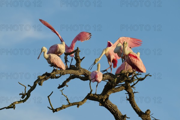Several roseate spoonbills with pink plumage sitting and flying around gnarled branches, roseate spoonbill (Ajaja ajaja), spring, St. Augustine, Florida, USA