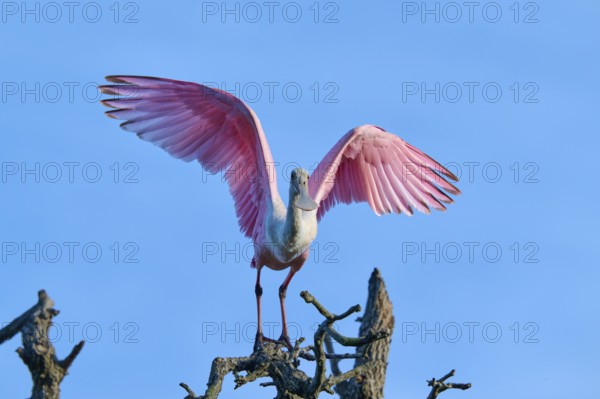 A bird with pink wings stands on a branch, blue sky in the background, roseate spoonbill (Ajaja ajaja), spring, St. Augustine, Florida, USA