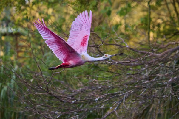 A roseate spoonbill with pink plumage flies through a wooded area, roseate spoonbill (Ajaja ajaja), spring, St. Augustine, Florida, USA
