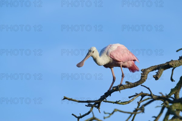 A roseate spoonbill with pink plumage balancing on a branch against the sky, roseate spoonbill (Ajaja ajaja), spring, St. Augustine, Florida, USA