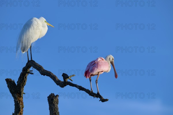 Two birds on a branch against a blue sky. A white and a pink bird side by side, Great White Egret (Ardea alba), Roseate Spoonbill (Ajaja ajaja), spring, St. Augustine, Florida, USA
