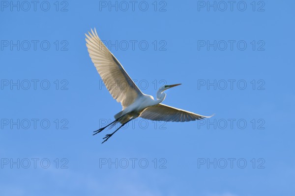 A heron flies majestically along the bright blue sky, Great Egret (Ardea alba), spring, St. Augustine, Florida, USA