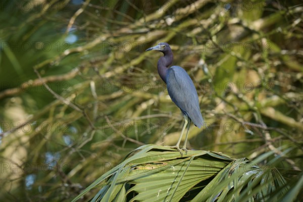 A heron perched on a palm branch in a green, wooded environment, Great Blue Heron (Egretta caerulea), spring, St. Augustine, Florida, USA