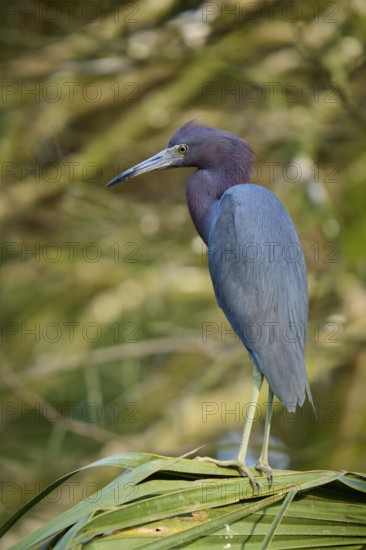 A heron stands on a palm leaf surrounded by a natural, calm background, Great Blue Heron (Egretta caerulea), spring, St. Augustine, Florida, USA