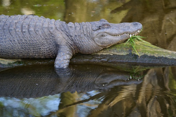 An alligator lies relaxed on a tree trunk, in the water, with a clear reflection, American alligator (Alligator mississippiensis), spring, St. Augustine, Florida, USA