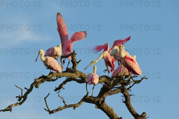 Several roseate spoonbills with pink plumage sitting on gnarled branches in front of a blue sky, roseate spoonbill (Ajaja ajaja), spring, St. Augustine, Florida, USA