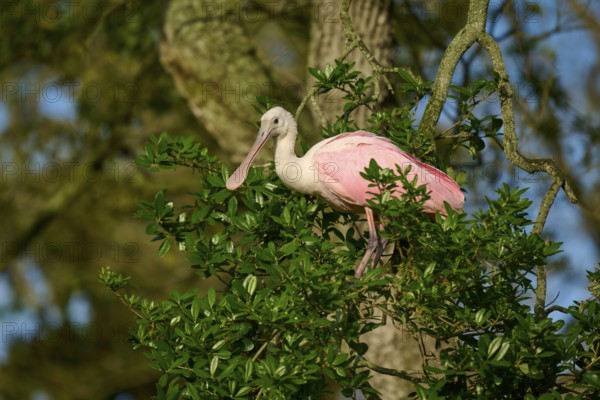 Bird in pink plumage sitting on a branch between green leaves, Roseate Spoonbill (Ajaja ajaja), spring, St. Augustine, Florida, USA