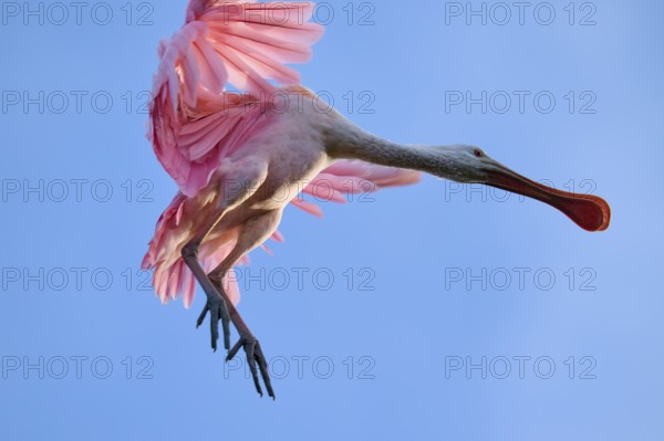 Bird in pink plumage flying in blue sky, dynamic pose, Roseate Spoonbill (Ajaja ajaja), spring, St. Augustine, Florida, USA