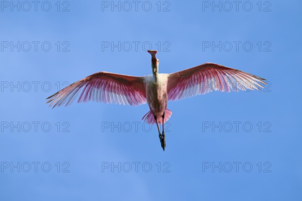 Bird with pink feathers flying high in the blue sky with spread wings, Roseate Spoonbill (Ajaja ajaja), spring, St. Augustine, Florida, USA