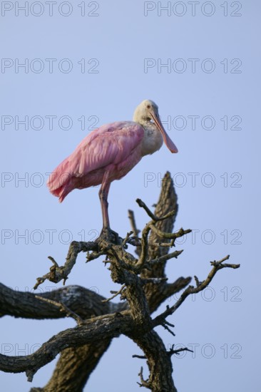 Bird sitting quietly on a branch, silhouetted against the blue sky, Roseate Spoonbill (Ajaja ajaja), spring, St. Augustine, Florida, USA