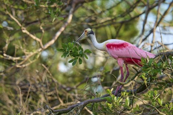 Bird with pink feathers sitting on a branch in the middle of dense trees, Roseate Spoonbill (Ajaja ajaja), spring, St. Augustine, Florida, USA