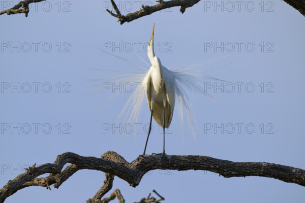 A heron stands on a branch, showing its magnificent plumage against a blue sky, Great Egret (Ardea alba), spring, St. Augustine, Florida, USA