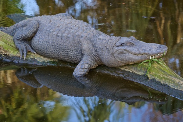 An alligator resting on a tree trunk, natural water environment reflected, American alligator (Alligator mississippiensis), spring, St. Augustine, Florida, USA