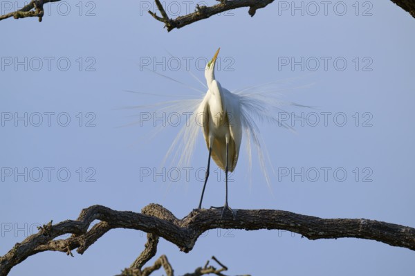 A heron in an upright position, proud expression, broad plumage, Great Egret (Ardea alba), spring, St. Augustine, Florida, USA