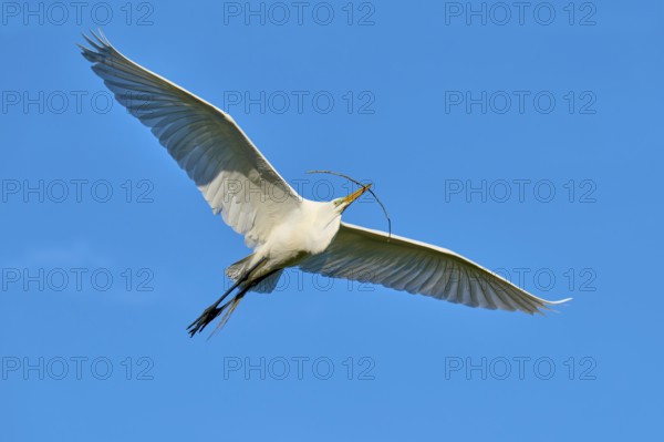 A single bird flies with a twig in its beak against a clear blue sky, Great Egret (Ardea alba), spring, St. Augustine, Florida, USA