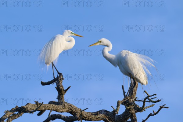 Two herons communicate on a branch, harmoniously framed in the blue sky, Great Egret (Ardea alba), spring, St. Augustine, Florida, USA