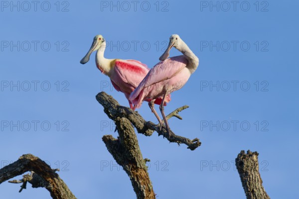 A pair of birds with pink plumage resting on a branch, clear sky in the background, Roseate Spoonbill (Ajaja ajaja), spring, St. Augustine, Florida, USA