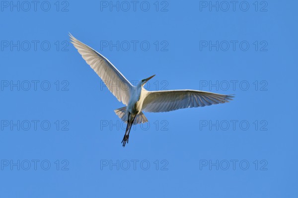 With outstretched wings, the heron glides through the air above the blue sky, Great Egret (Ardea alba), spring, St. Augustine, Florida, USA