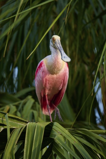 A roseate spoonbill with pink plumage sitting on palm leaves, surrounded by tropical vegetation, roseate spoonbill (Ajaja ajaja), spring, St. Augustine, Florida, USA