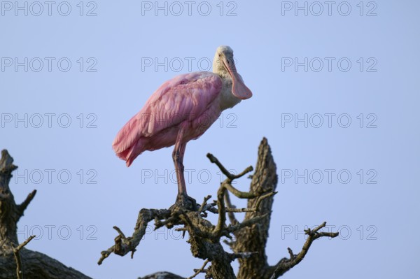 Bird in pink plumage standing alone on a bare branch, Roseate Spoonbill (Ajaja ajaja), spring, St. Augustine, Florida, USA