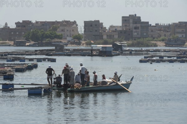 Rosetta, Egypt. June 27th 2024 Egyptian fishermen emptying nets cages in the fish farms on the River Nile at Rashid or Rosetta in the Northern Delta region of Egypt