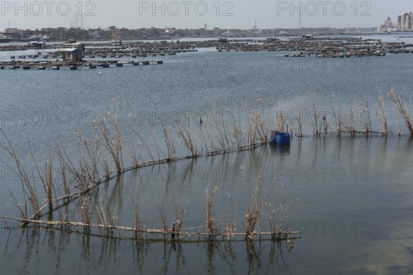 Reed fish traps a typical method of fishing near the fish farms of Rashid on the River Nile, Rosetta, Egypt