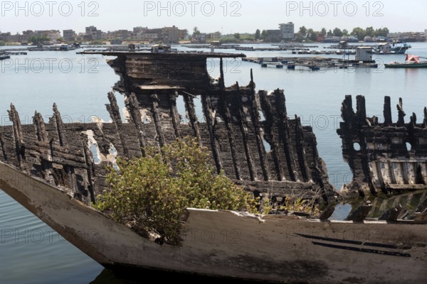 An abandoned burned out hull of a fishing boat with green plants growing inside it on the banks of the River Nile at Rosetta, the Nile Delta, Egypt