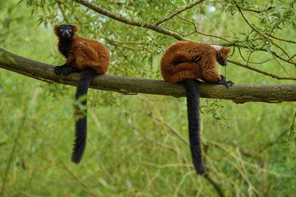 One lemur is alert, the other is resting, both on a branch in nature, Red ruffed lemur (Varecia rubra), France