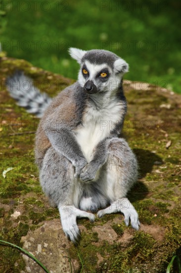 A lemur sits quietly on a stone covered with moss, Ring-tailed Lemur (Lemur catta), France