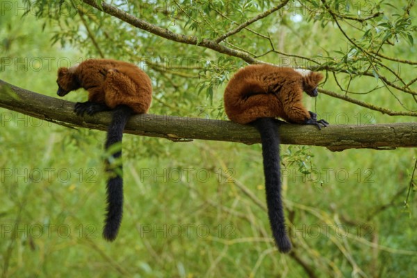 Two lemurs sitting quietly back to back on a branch in the greenery, Red ruffed lemur (Varecia rubra), France