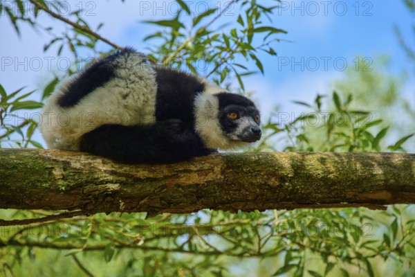 A lemur sits vigilantly on a branch, surrounded by green vegetation and blue sky, Black-and-white ruffed lemur (Varecia variegata), France