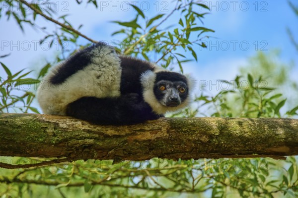 A curious lemur looks down from a branch, surrounded by green vegetation and blue sky, Black-and-white ruffed lemur (Varecia variegata), France