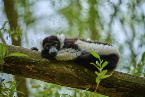 A lemur lies relaxed on a branch amidst green leaves, surrounded by natural vegetation, Black-and-white ruffed lemur (Varecia variegata), France