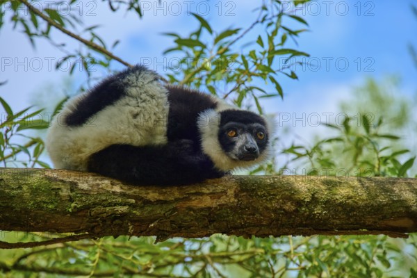 A lemur looks with interest from a branch, surrounded by lush greenery and blue sky, Black-and-white ruffed lemur (Varecia variegata), France