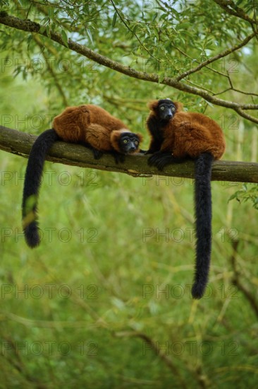 Red lemurs resting on a branch surrounded by lush greenery and branches, Red ruffed lemur (Varecia rubra), France