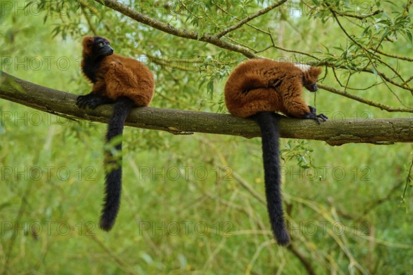 Lemurs sitting relaxed on a branch and looking in different directions, Red ruffed lemur (Varecia rubra), France