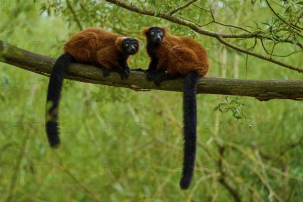 Two red lemurs sitting attentively on a branch in a green environment, Red ruffed lemur (Varecia rubra), France