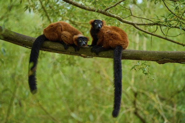 Two red lemurs resting relaxed on a branch surrounded by green nature, Red ruffed lemur (Varecia rubra), France