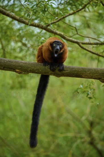 Red lemur screaming on branch surrounded by green foliage, Red ruffed lemur (Varecia rubra), France